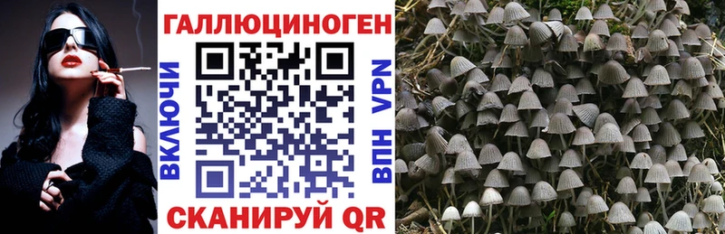 OMG   дарк нет формула  Псилоцибиновые грибы Psilocybe  Починок 